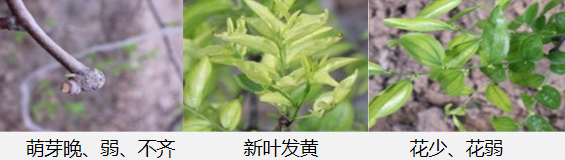 冬棗營(yíng)養(yǎng)方案