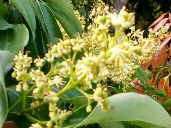 荔枝園連年高產(chǎn)，秘訣在這里