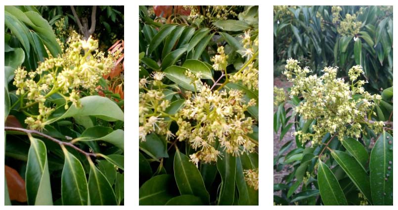 荔枝園連年高產(chǎn)，秘訣在這里