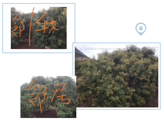 荔枝園連年高產(chǎn)，秘訣在這里