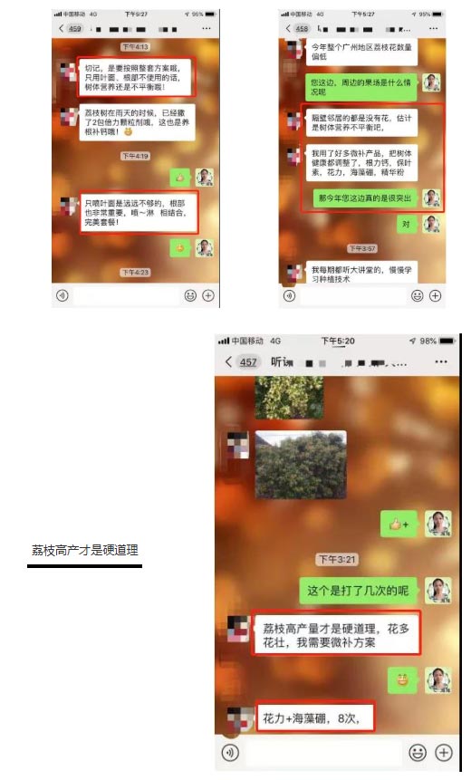 荔枝園連年高產(chǎn)，秘訣在這里