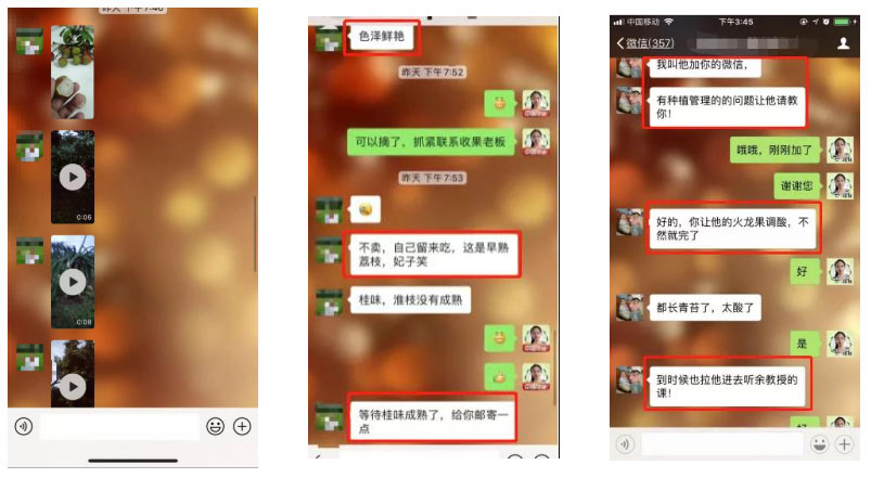 荔枝園連年高產(chǎn)，秘訣在這里