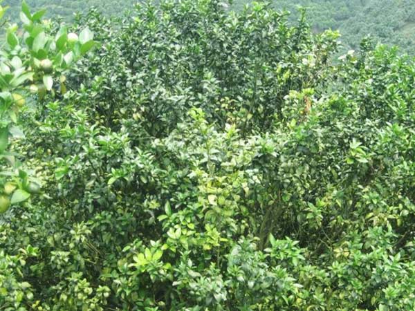 微補三級火箭方案有如此神奇功效？